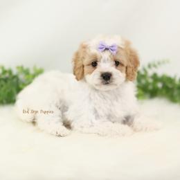 Sultana (Purple Collar Female) - Blenheim female Cavapoo puppy in Republic, Missouri from Red Skye Puppies