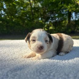 Indian Blanket - Red merle male Miniature Australian Shepherd puppy in Ardmore, Oklahoma from Tribal Rose Aussies
