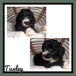 Tuxly - Black and white male Schnoodle puppy in Lebanon, Missouri from Cedar Glades Canines