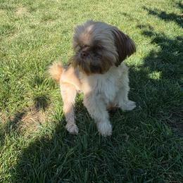 Venus - Liver female Shih Tzu puppy in Madera Acres, California from California Shih Tzu’s