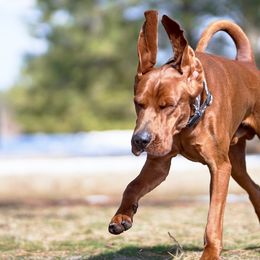 Redbone Coonhounds from Redleaf Coonhounds