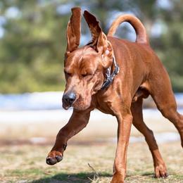 Redbone Coonhounds from Redleaf Coonhounds