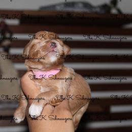 Pink collar - Wheaten female Miniature Schnauzer puppy in Santa Ana, California from The_K_Schnauzers