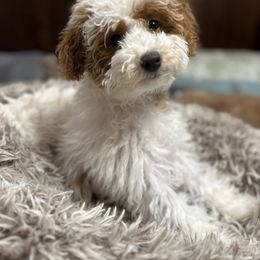 Sugar   (AKC Miniature Poodle) - Poodle puppy from Carman's Miniature Poodles
