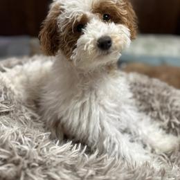 Sugar   (AKC Miniature Poodle) - Poodle puppy from Carman's Miniature Poodles