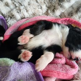 Australian Shepherd Puppies from Tatum's Aussie Possie