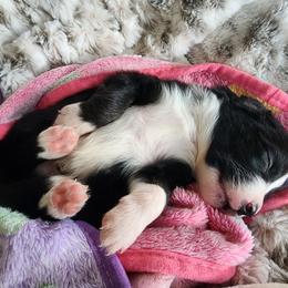 Australian Shepherd Puppies from Tatum's Aussie Possie