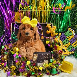 Rosie's Yellow Girl - female Goldendoodle puppy in Kountze, Texas from Texas Doodles LLC