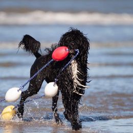 Portuguese Water Dog Puppies from Seaworthy PWD