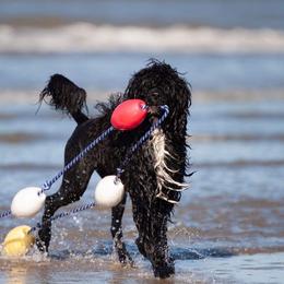 Portuguese Water Dog Puppies from Seaworthy PWD