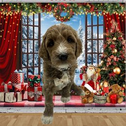 Boy 5 - male Goldendoodle puppy in Milwaukie, Oregon from Tiffany Marlow