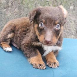 Habanero - Red tri-color male Australian Shepherd puppy in Macon, Georgia from Shaina’s Shepherds