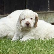 Clumber Spaniel Puppies from Ruxland Clumber Spaniels