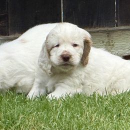 Clumber Spaniel Puppies from Ruxland Clumber Spaniels