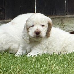 Clumber Spaniel Puppies from Ruxland Clumber Spaniels