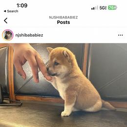 Shiba Inu Puppies from NJ Shiba Baby