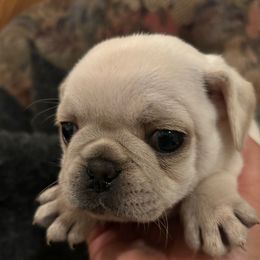 Pearl - White female Pug puppy in Norborne, Missouri from Pug Palace
