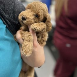 Goldendoodle Puppies from Doodle Paws Az