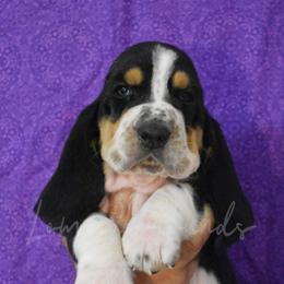 Boy 3 - Basset Hound puppy in Florida from Lomarol Hounds