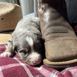Bits - Blue merle female Australian Shepherd puppy in Litchfield, New Hampshire from Aussies Edge Farm