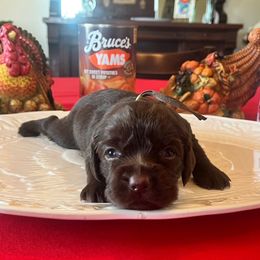 Brown Collar - Brown male Boykin Spaniel puppy in Hurtsboro, Alabama from PARK’s Family Farm