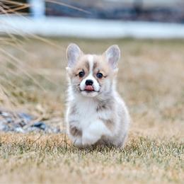 SLATE - Fawn male Pembroke Welsh Corgi puppy in Mona, Utah from Sorensen Corgis