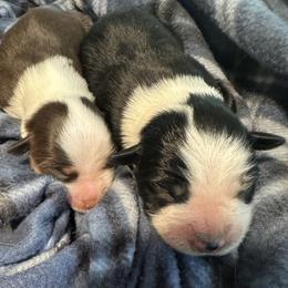 Miniature American Shepherd Puppies from Bond’s MAS