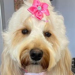 Ginger - Goldendoodle