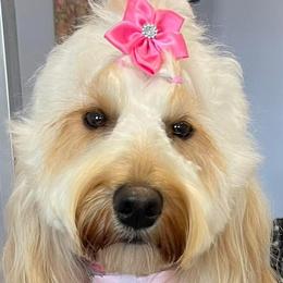 Ginger - Goldendoodle
