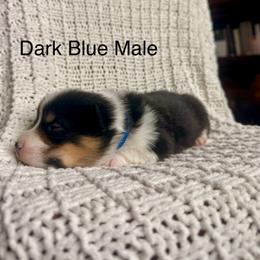 Dark Blue Male - Black and tan male Pembroke Welsh Corgi puppy in La Porte City, Iowa from Cedar River Corgis