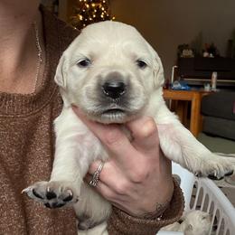 Blackie (black collar) - Light golden male Golden Retriever puppy in Waynesburg, Ohio from Avalon English Retrievers