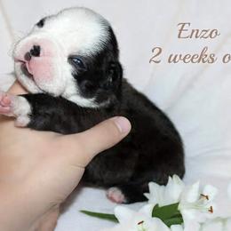 Boy 1 - Black and white male Boston Terrier puppy in North Central, Vermont from Windy Valley’s Bostons