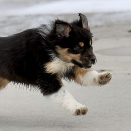 Australian Shepherd, Miniature American Shepherd, Miniature Australian Shepherd, and Toy Australian Shepherd Puppies from Painted Blue Aussies