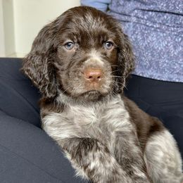 Elizabeth - Liver white and roan female English Springer Spaniel puppy in Battle Creek, Michigan from Eden Springer Spaniels