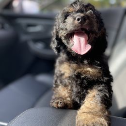 Cockapoo Puppies from Doodle Corner