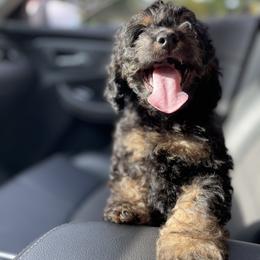 Cockapoo Puppies from Doodle Corner