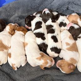 Brittany puppies from Double K Brittanys