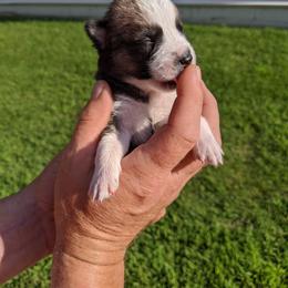 Pomsky Puppies from Paw-lenty of Pomskies