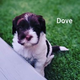 Australian Labradoodle Puppies from Providence Labradoodles