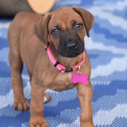 Legacy - Wheaten blk nose female Rhodesian Ridgeback puppy in Lithia, Florida from Diamondcrest Inc