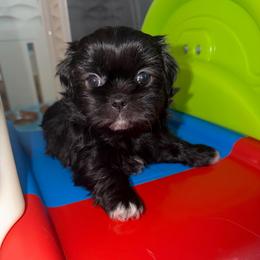 Talia - Black and white female Shih Tzu puppy in Kettering, Ohio from The Ruff Life Tribe