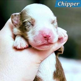 Chipper - Red merle male Miniature Australian Shepherd puppy in Punta Gorda, Florida from Christie's Creekside Aussies