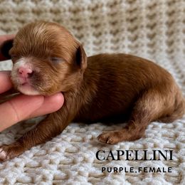 Capellini - Red female Cavapoo puppy in Pagosa Springs, Colorado from Selah Mountain Dogs