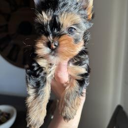 Yorkshire Terrier Puppies from Crystal Garden Yorkies