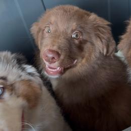 Yellow - Red tri-color male Miniature American Shepherd puppy in Hurt, Virginia from Sweet Prada's Farm