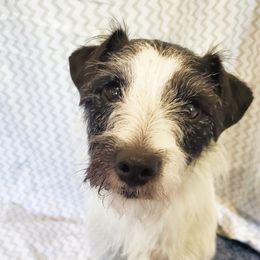 Maisie - Parson Russell Terrier