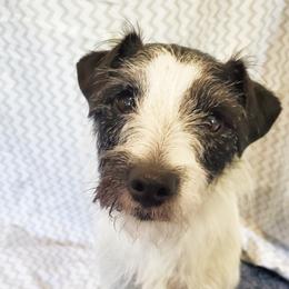 Maisie - Parson Russell Terrier