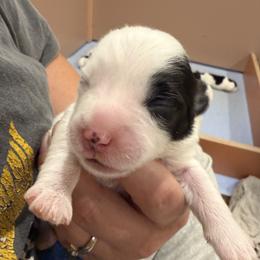 Boy 5 - Black and white male Coton de Tulear puppy in Vancouver, Washington from Uptown Cotons