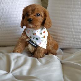 Juliette - Red female Cavapoo puppy in Vineyard, Utah from Pitter Patter Puppies