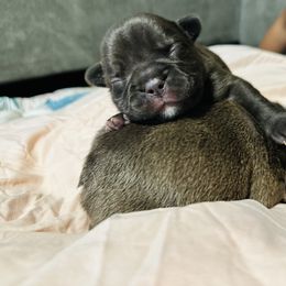 French Bulldog Puppies from French OG Los Ángeles